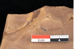 Foto (Detailsansicht) von Quercus palaeoilex Ettingshausen (NHMW-GEO-2024-0188-0830)